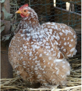 La Ferme De Franck Et Blandine La Ferme De Franck Et Blandine Bantam De Pekin Millefleur