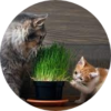 Herbe à Chat + Chat Bis Modified