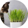 Herbe à Chat + Chat Modified