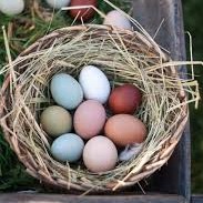 Oeufs de Couleurs